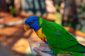 a parrot gets food