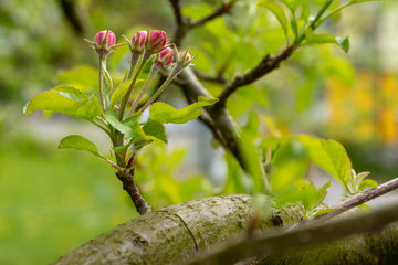 apple tree flowers