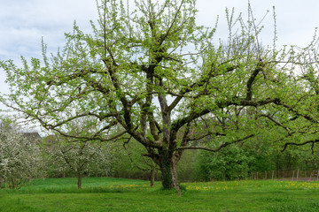 apple tree in the spring