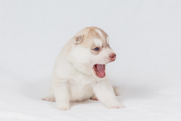 Beautiful siberian husky puppies new born