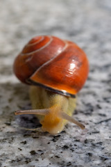 snail with brown shell on a marble table