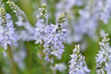 Blue flowers grow in the field.