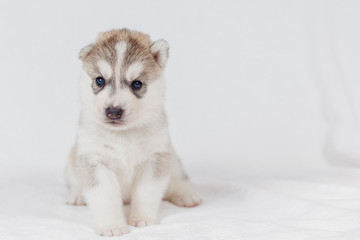 Cute Siberian husky puppy beautiful