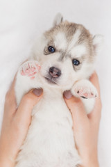 Beautiful siberian husky puppies new born