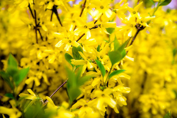      Yellow Forsythia blooms in may 