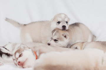 Fototapeta premium playful siberian husky puppies 1 month