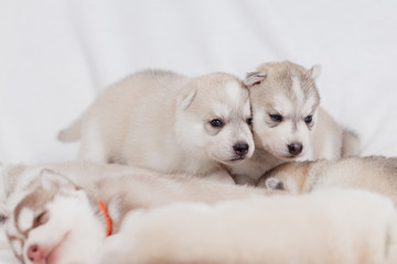 Fototapeta na wymiar playful siberian husky puppies 1 month