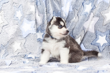 Naklejka premium Siberian Husky puppies 2 months old