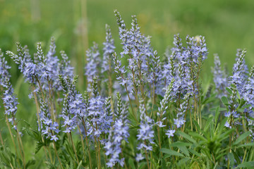Blue flowers grow in the field.