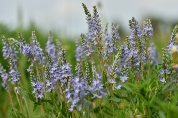 Blue flowers grow in the field.