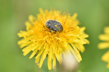 Plant protection from harmful insects. Pest control.