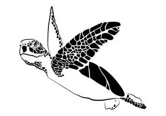 Fototapeta na wymiar graphic sea turtle,vector illustration of sea turtle