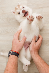 Beautiful siberian husky puppies new born