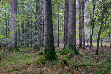 Deciduous stand of Bialowieza Forest with hornbeams and oaks