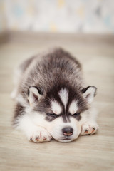 Siberian Husky puppies 2 months old