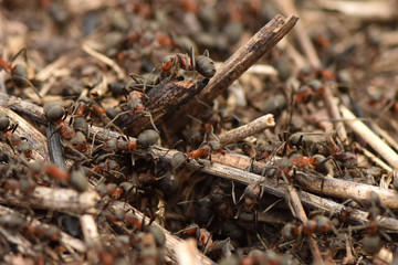 An anthill close up. Ants in nature.