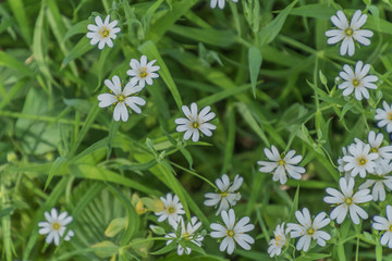 Fototapeta premium Botanischer Garten