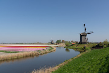 Windmills in Schermerhorn, The Netherlands, and tulip fields