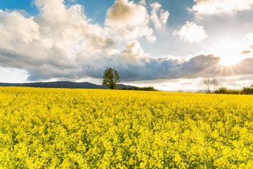 road surrounded by flower fields