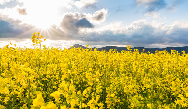 Flowery fields in spring