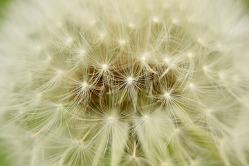 Dandelion close up. Medicinal plant.