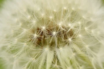 Foto auf Glas Dandelion close up. Medicinal plant. © Alexandr