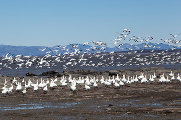 Back view of row of greater snow geese standing and group of birds flying over a rocky south shore beach of the St. Lawrence River during the spring migration, Montmagny, Quebec, Canada