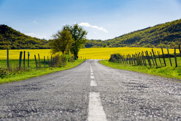 road surrounded by flower fields