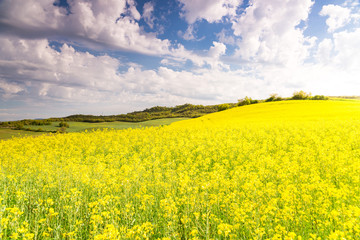 Fototapeta premium Campos floridos en primavera