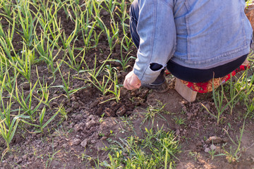 grandfather works in a vegetable garden and grows fresh, green garlic
