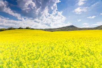 Obraz premium road surrounded by flower fields