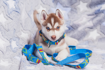 leash collar puppy husky alone
