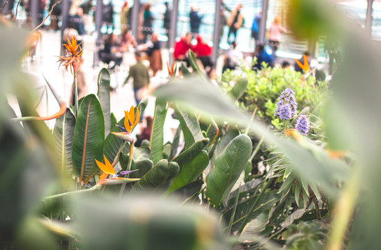 Urban Jungle im Sky Garden London