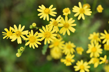 Wildflowers closeup. Chamomile bloom.