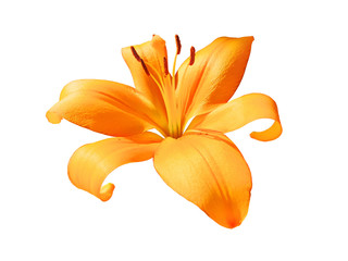 Open orange Lily flower isolated. Lilium pensylvanicum on white background.