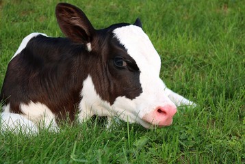 Close-up of face and head of very new black and white Holstein calf laying in the grass looking at the camera on a summer evening