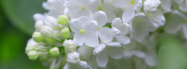 Fresh blossomed white lilac with green leaves.