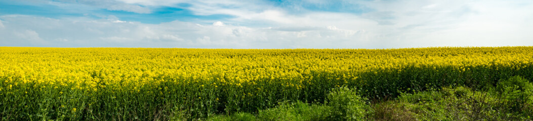 Obraz premium rape field and blue sky with clouds