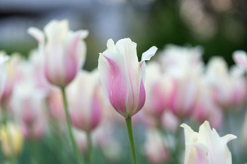 A group of pink tulips in the park. Spring landscape