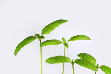 Młoda kiełkująca roślina słonecznika na białym tle. - obrazy, fototapety, plakaty