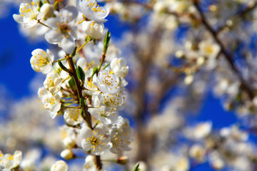 Young plum flowers in early spring season