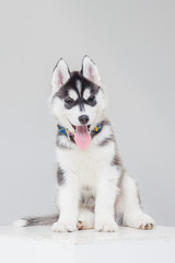 cute Siberian Husky Puppy alone