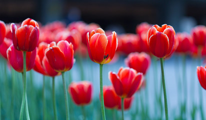 Group of red tulips in the park. Spring landscape - obrazy, fototapety, plakaty