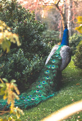 Obraz premium Pfau im Kyoto Garden Holland Park London