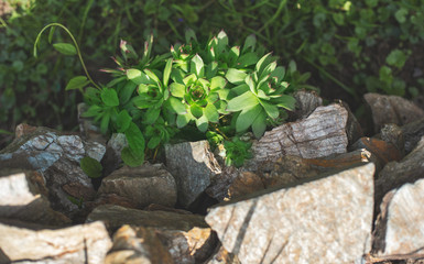 Sempervivum tectorum: medicinal and decorative plant
