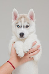 Fototapeta premium Siberian Husky Puppy 2 month old