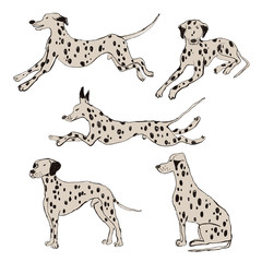 Collection Of Dalmatian Dog Icons