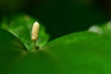 White Anthurium flower