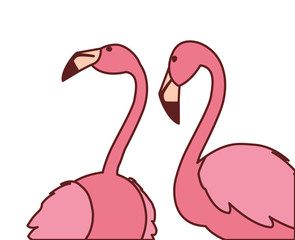 exotic pink flemish couple birds with heads up