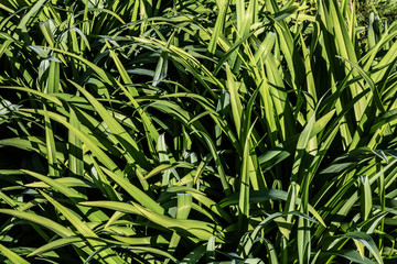 Fototapeta premium Lush green grass foliage background with long pointed leaves in nature.